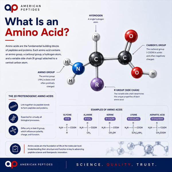 Infographic: What is an amino acid — backbone, side chain, and the 20 standard amino acids