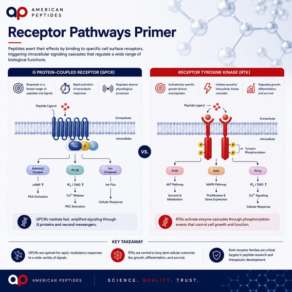 Infographic: receptor pathways primer — GPCR vs receptor tyrosine kinase signaling