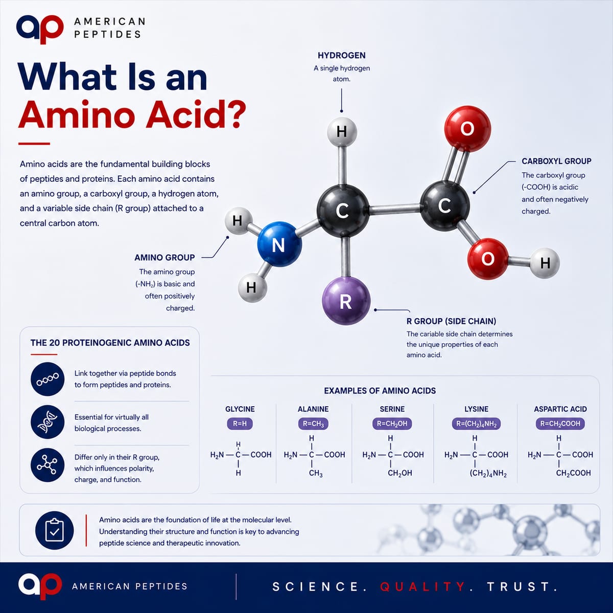 Infographic: What is an amino acid — backbone, side chain, and the 20 standard amino acids