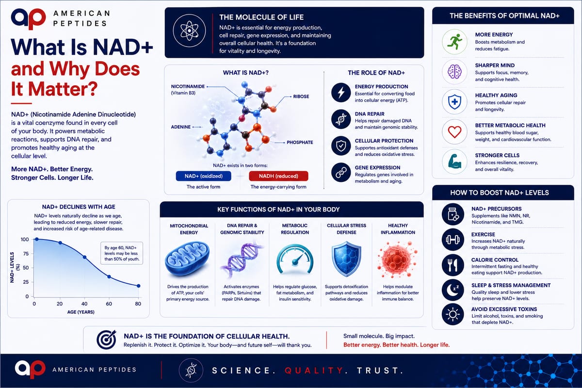 Infographic: What is NAD+ — the coenzyme, its roles in energy and repair, and NAD biology