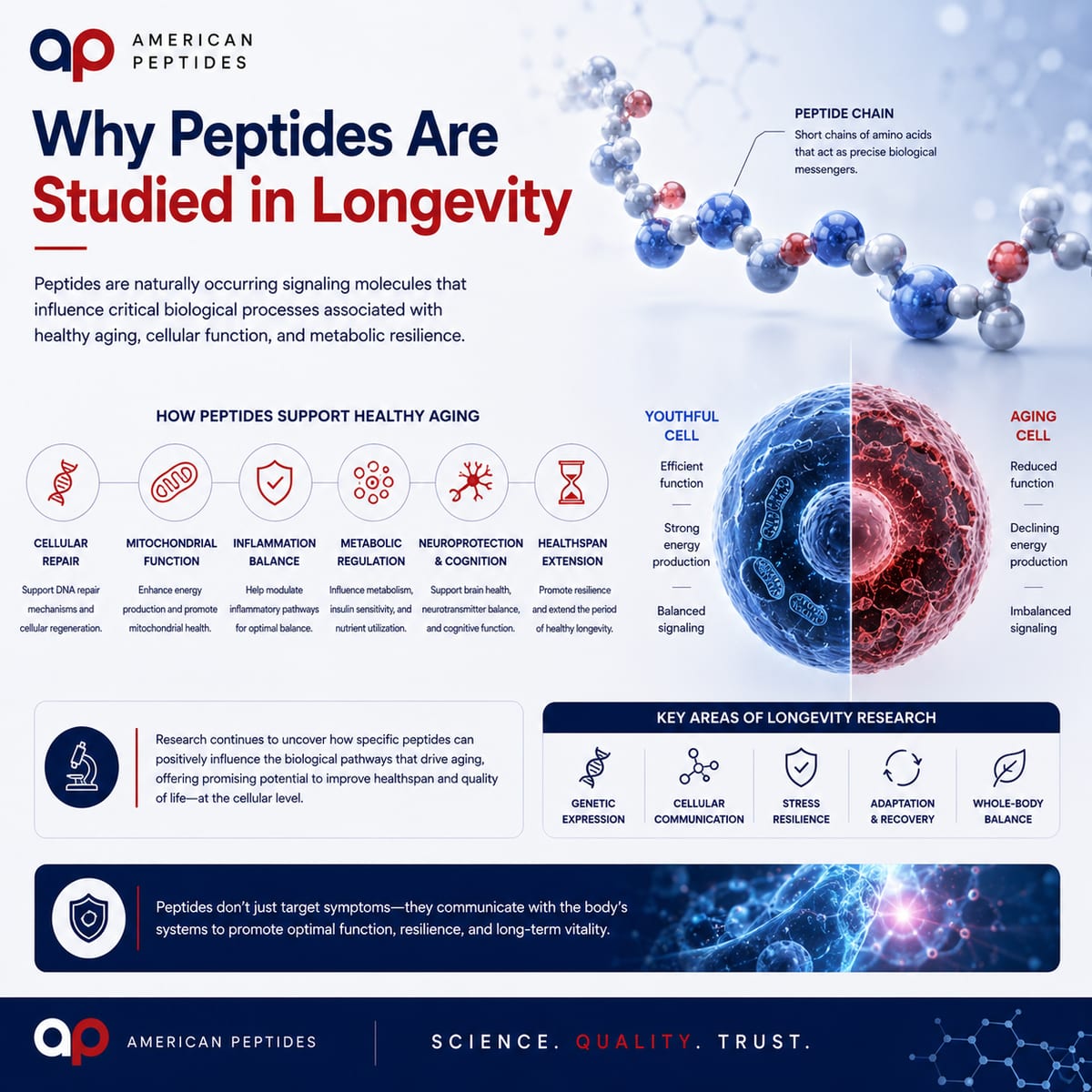 Infographic: why peptides are studied in longevity research — signaling and healthy aging