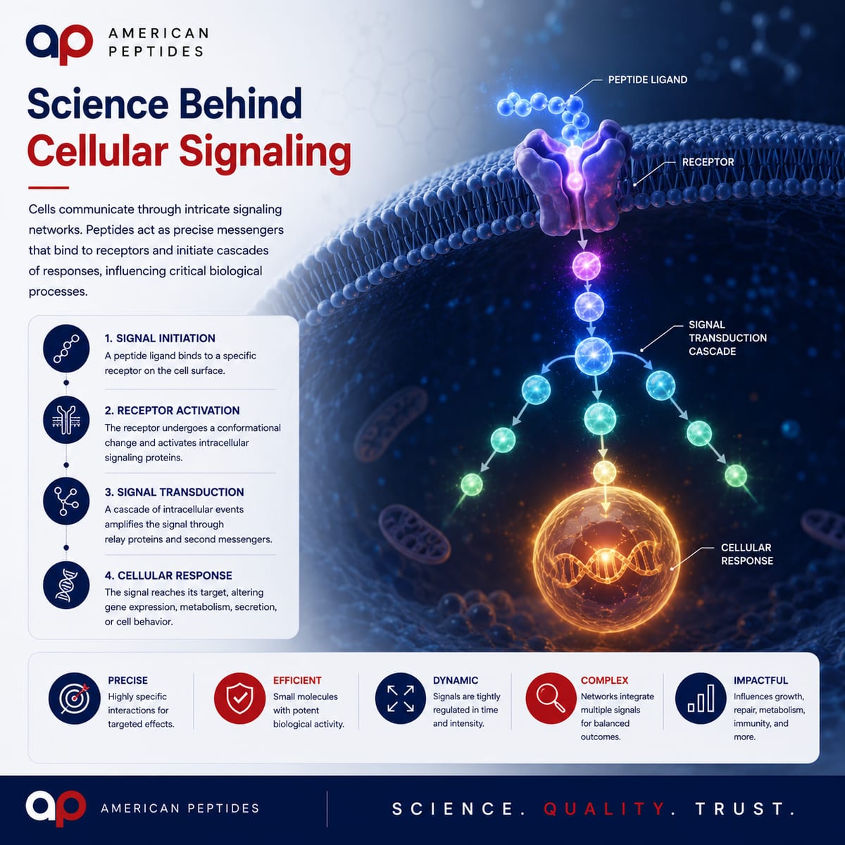 Infographic: the science behind cellular signaling — signal, receptor, transduction, response